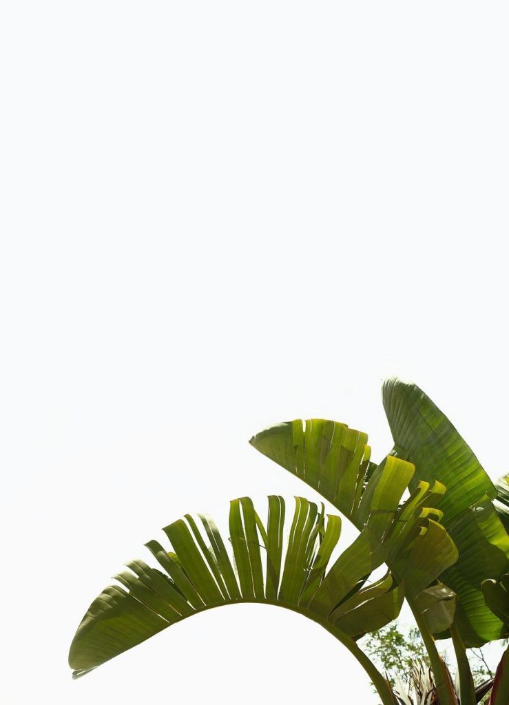 Grote groene bladeren van een gezonde strelitzia nicolai plant in een modern interieur